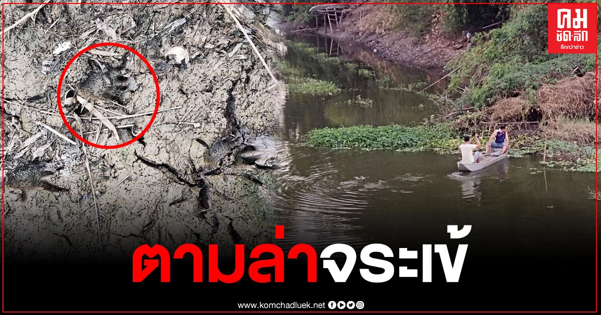 ชาวบ้านแห่ดูฝ่ายปกครอง ตามล่าจระเข้ในแม่น้ำท่าว้า หลังพบรอยเท้าเดินย่ำและรอยลากหางเลาะชายตลิ่ง ชาวบ้านแห่ดูฝ่ายปกครอง ตามล่าจระเข้ในแม่น้ำท่าว้า หลังพบรอยเท้าเดินย่ำและรอยลากหางเลาะชายตลิ่ง