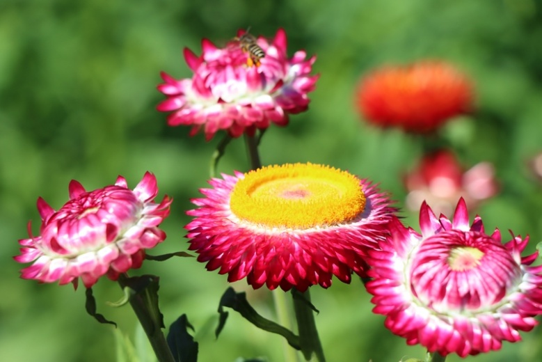 'ดอกกระดาษ' บานแล้วเต็มทุ่ง หนึ่งเดียวบนภูหินร่องกล้า 