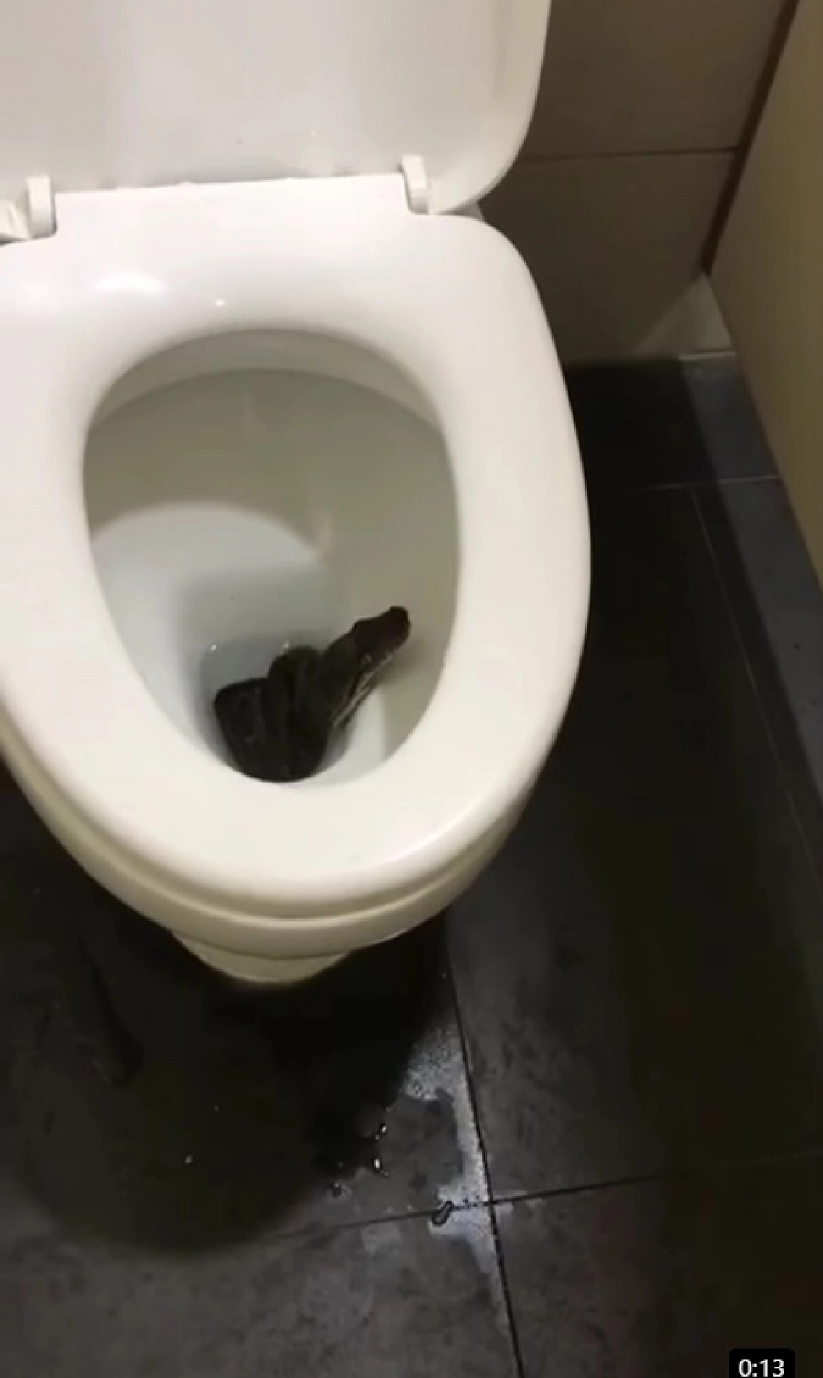 เช็กดีๆก่อนใช้ ถึงกับขนลุก งูตัวใหญ่โผล่ในชักโครก