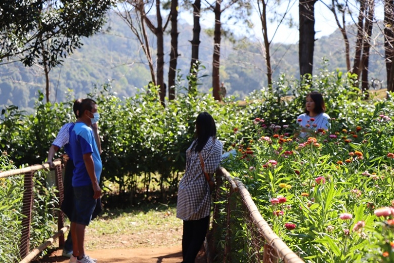 'ดอกกระดาษ' บานแล้วเต็มทุ่ง หนึ่งเดียวบนภูหินร่องกล้า 