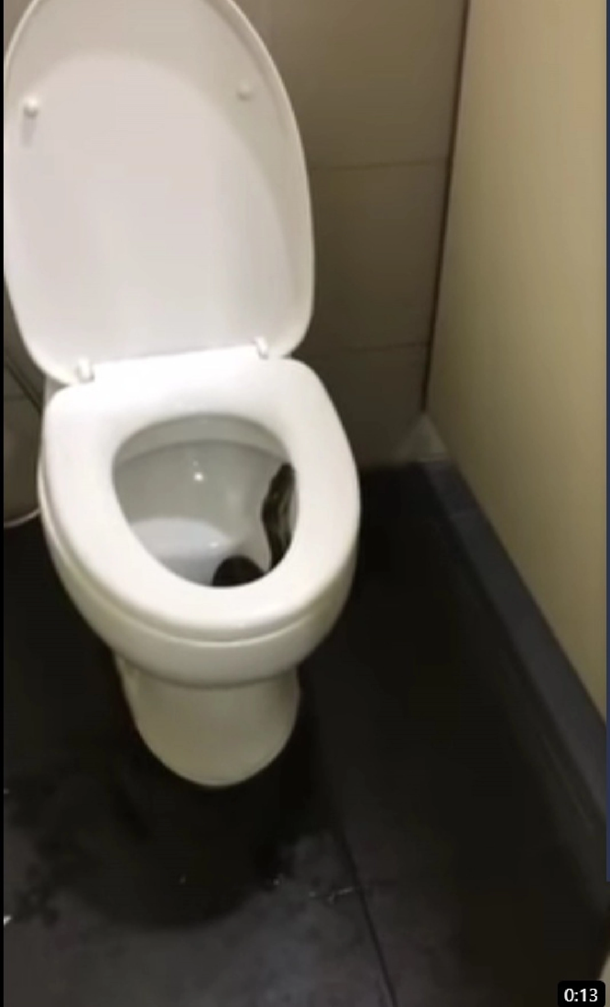 เช็กดีๆก่อนใช้ ถึงกับขนลุก งูตัวใหญ่โผล่ในชักโครก