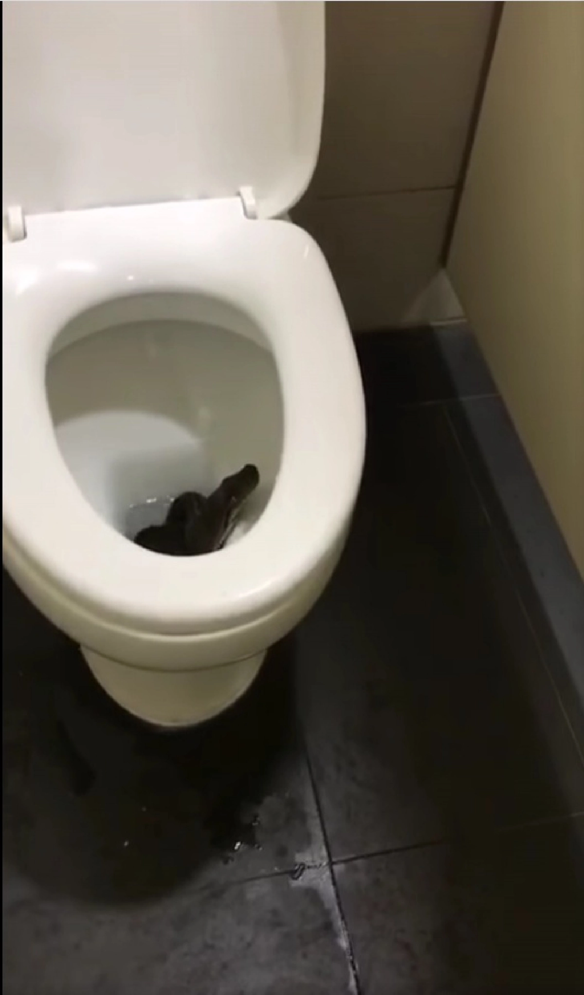 เช็กดีๆก่อนใช้ ถึงกับขนลุก งูตัวใหญ่โผล่ในชักโครก