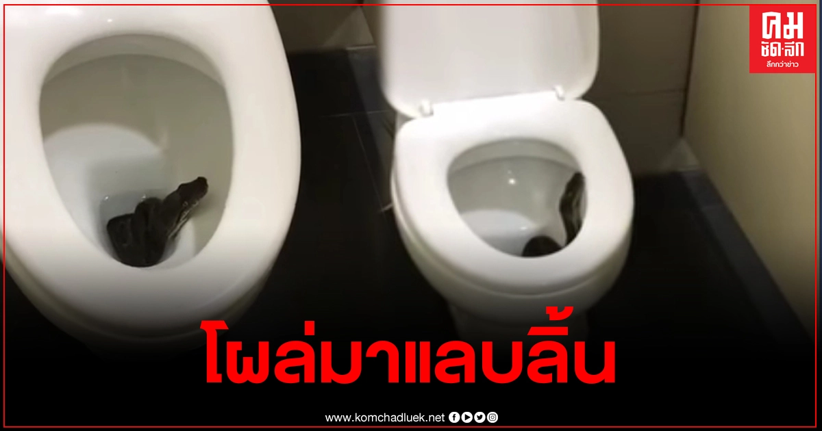 เช็กดีๆก่อนใช้ ถึงกับขนลุก งูตัวใหญ่โผล่ในชักโครก