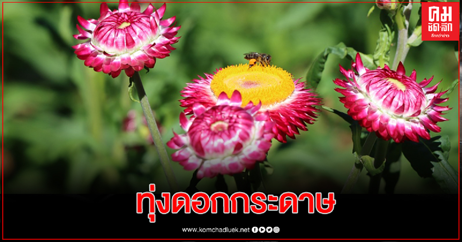 'ดอกกระดาษ' บานแล้วเต็มทุ่ง หนึ่งเดียวบนภูหินร่องกล้า 