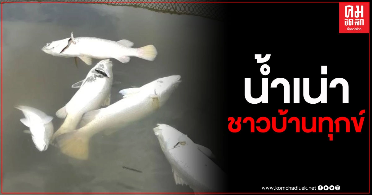 แฉอ่าวปากพนังวิกฤติ "ทะเลเน่า" ปลาและสัตว์น้ำลอยตายเกลื่อนผลการเปิดประตูระบายน้ำ กปร. แฉอ่าวปากพนังวิกฤติ "ทะเลเน่า" ปลาและสัตว์น้ำลอยตายเกลื่อนผลการเปิดประตูระบายน้ำ กปร.
