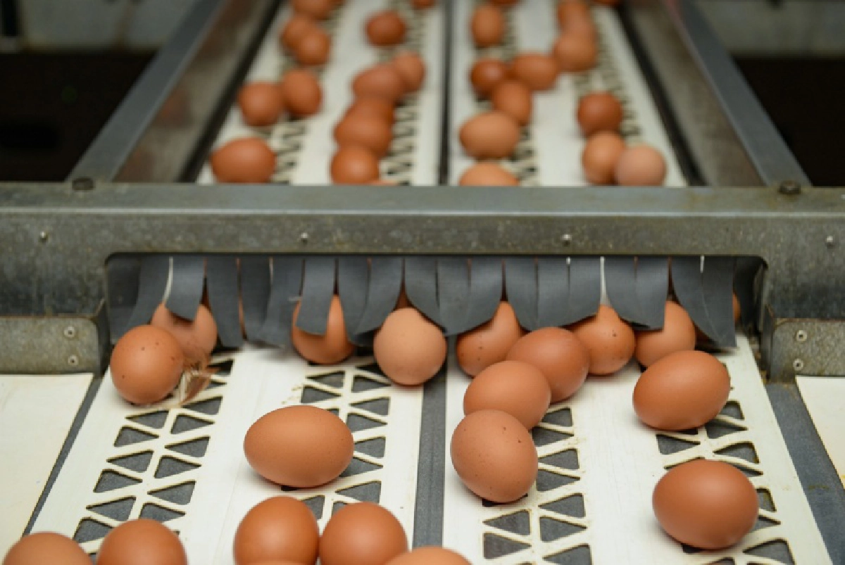 "เอส แอนด์ พี" ตระหนักถึงสวัสดิภาพสัตว์  คัดสรรไข่ไก่สด สะอาด ปลอดภัย จากแม่ไก่อารมณ์ดี