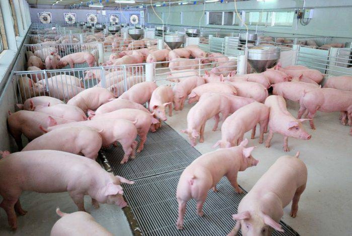 "ซีพีเอฟ"ทุ่มวิจัยพัฒนาการเลี้ยงสุกรเพื่อการเติบโตของอุตสาหกรรมอย่างยั่งยืน