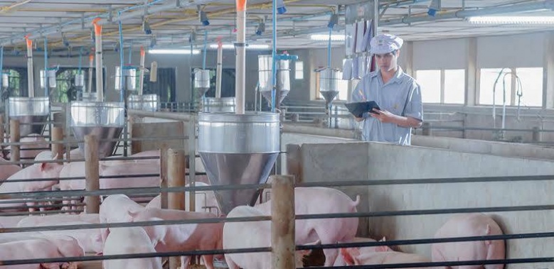 "ซีพีเอฟ"ทุ่มวิจัยพัฒนาการเลี้ยงสุกรเพื่อการเติบโตของอุตสาหกรรมอย่างยั่งยืน