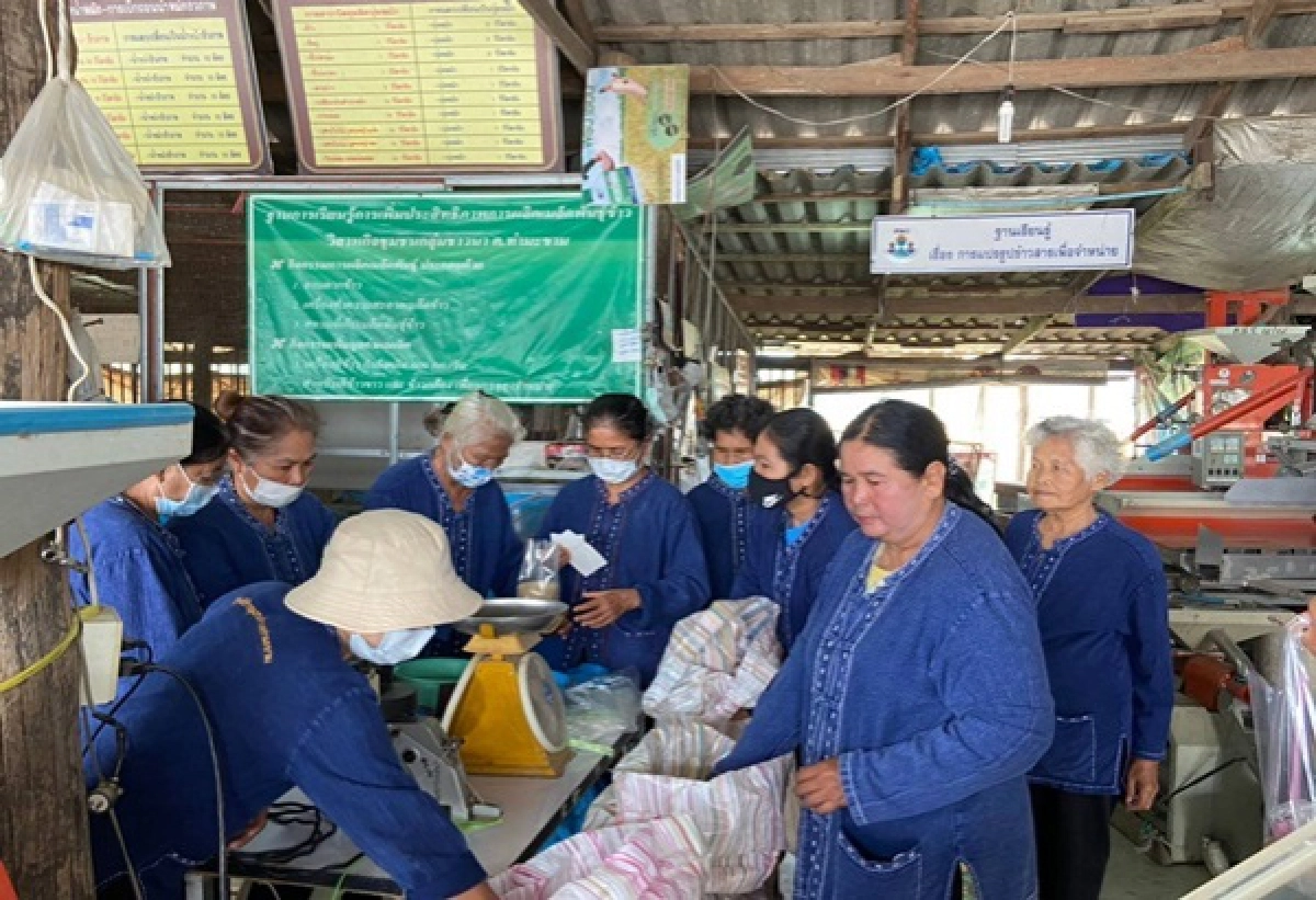''กรมการข้าว'' นำสื่อเยี่ยมชมนาแปลงใหญ่ศูนย์ข้าวชุมชน ต.ท่ามะขาม จ.กาญจนบุรี เยี่ยมชมวิถีเกษตรกร