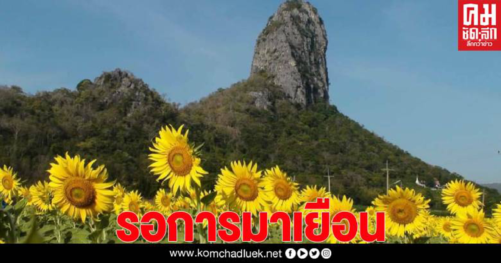 เชิญชมทุ่งทานตะวันบาน  ปลอดมลพิษ  ไม่เสี่ยงโควิด-19 เป็นมิตรสิ่งแวดล้อม