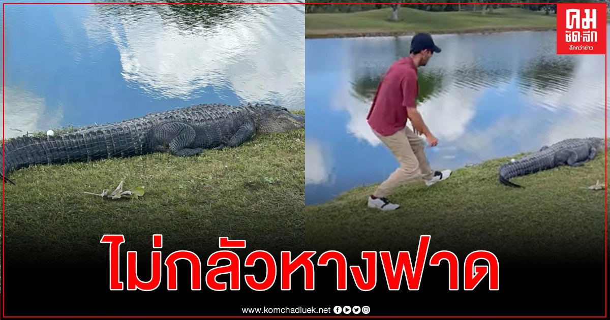 กล้าหรือเสี่ยงไม่เป็นเรื่อง หนุ่มฟลอริดาย่องเก็บลูกกอล์ฟใกล้หางแอลลิเกเตอร์(คลิป) กล้าหรือเสี่ยงไม่เป็นเรื่อง หนุ่มฟลอริดาย่องเก็บลูกกอล์ฟใกล้หางแอลลิเกเตอร์(คลิป)