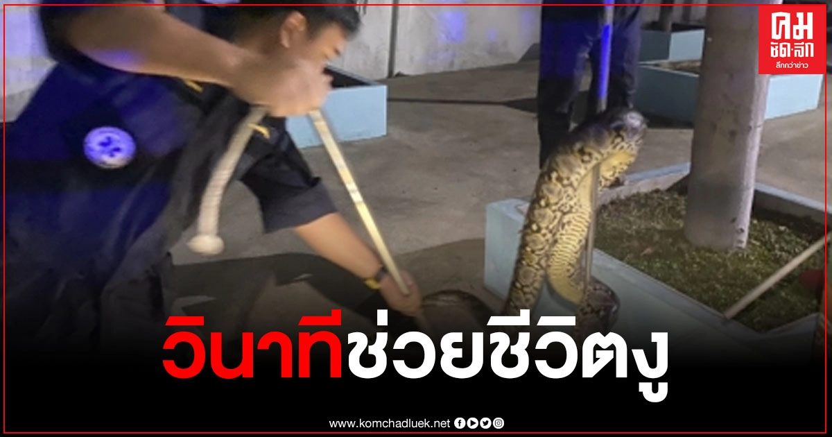 เผยวินาที กู้ภัยเร่งช่วยชีวิตงู หลังพบมีเชือกติดคออยู่