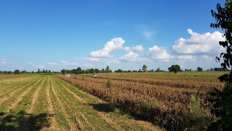 ความสำเร็จ เทศบาลต.บัลลังก์ สู่สมาร์ทฟาร์มเมอร์ ปลูกข้าวโพดยั่งยืน