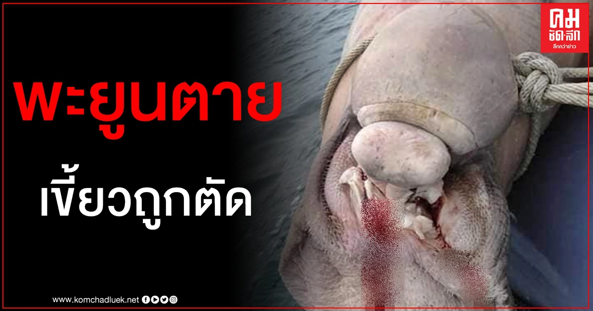 เศร้า พบพะยูนลอยตายกลางทะเลตรัง ตัวมีบาดแผล-เขี้ยวถูกตัด เศร้า พบพะยูนลอยตายกลางทะเลตรัง ตัวมีบาดแผล-เขี้ยวถูกตัด
