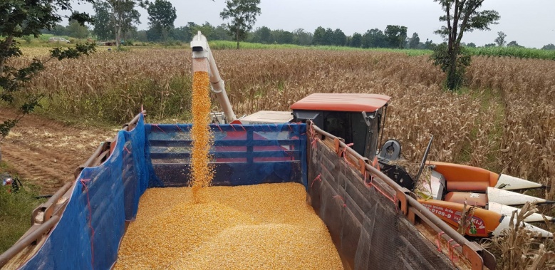 ความสำเร็จ เทศบาลต.บัลลังก์ สู่สมาร์ทฟาร์มเมอร์ ปลูกข้าวโพดยั่งยืน