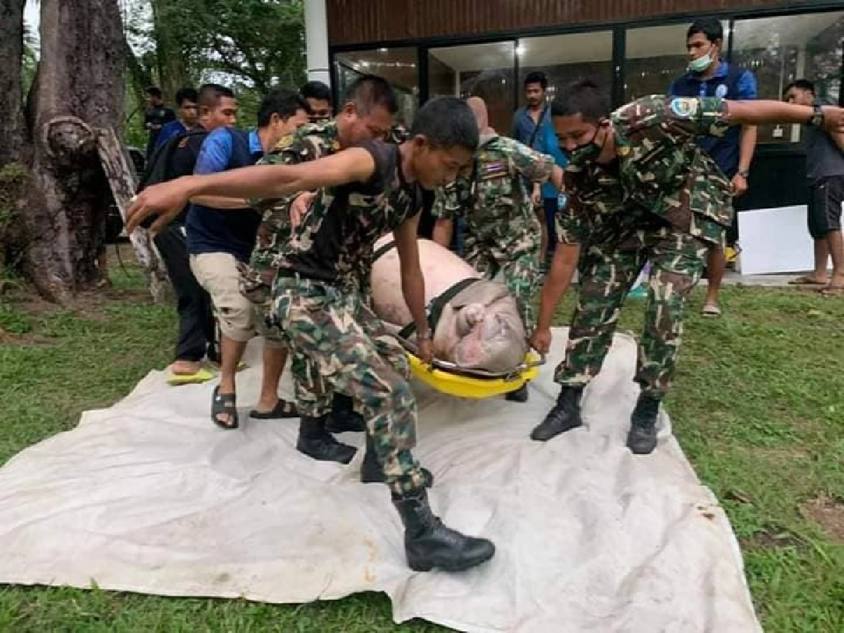 เศร้า พบพะยูนลอยตายกลางทะเลตรัง​ ตัวมีบาดแผล-เขี้ยวถูกตัด