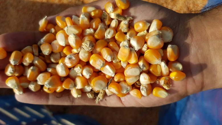 ความสำเร็จ เทศบาลต.บัลลังก์ สู่สมาร์ทฟาร์มเมอร์ ปลูกข้าวโพดยั่งยืน