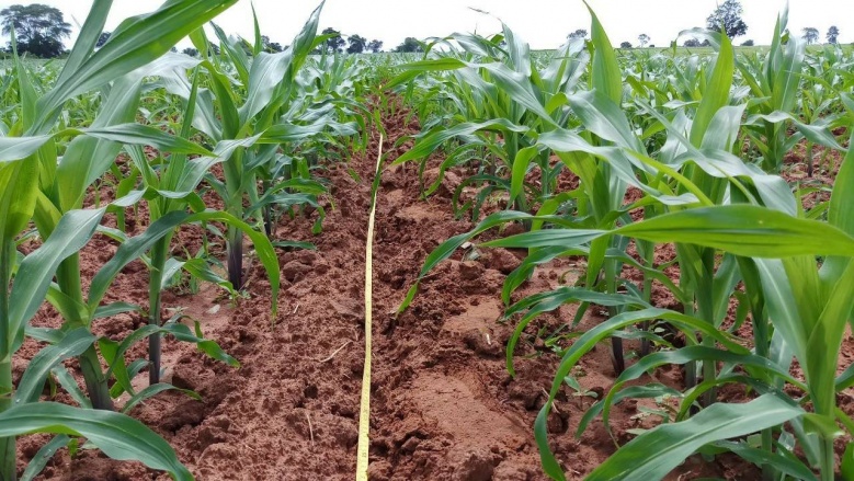 ความสำเร็จ เทศบาลต.บัลลังก์ สู่สมาร์ทฟาร์มเมอร์ ปลูกข้าวโพดยั่งยืน