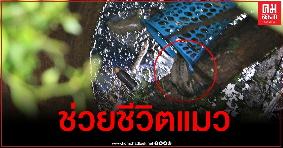 ลุ้นระทึก กู้ภัยช่วยชีวิตแมวพลัดตกบ่อน้ำร้างลึก 14 เมตร ลุ้นระทึก กู้ภัยช่วยชีวิตแมวพลัดตกบ่อน้ำร้างลึก 14 เมตร