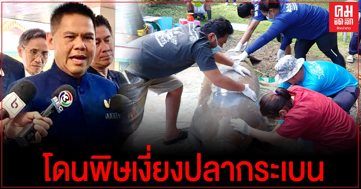 สลด พะยูนตรังไปอีกหนึ่ง หมอยันโดนพิษเงี่ยงปลากระเบน "วราวุธ" กำชับทุกฝ่ายทำงานหนักขึ้น สลด พะยูนตรังไปอีกหนึ่ง หมอยันโดนพิษเงี่ยงปลากระเบน "วราวุธ" กำชับทุกฝ่ายทำงานหนักขึ้น