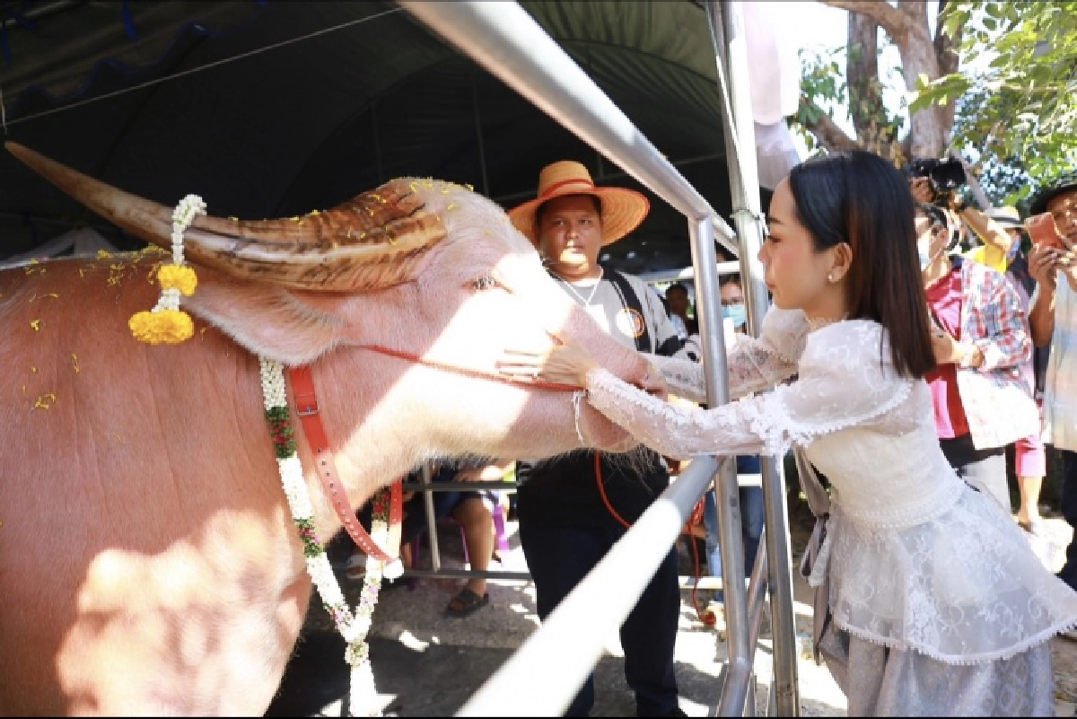 อลังการ "หนึ่ง บางปู" จัดงาน Big Buffalo Music Festival