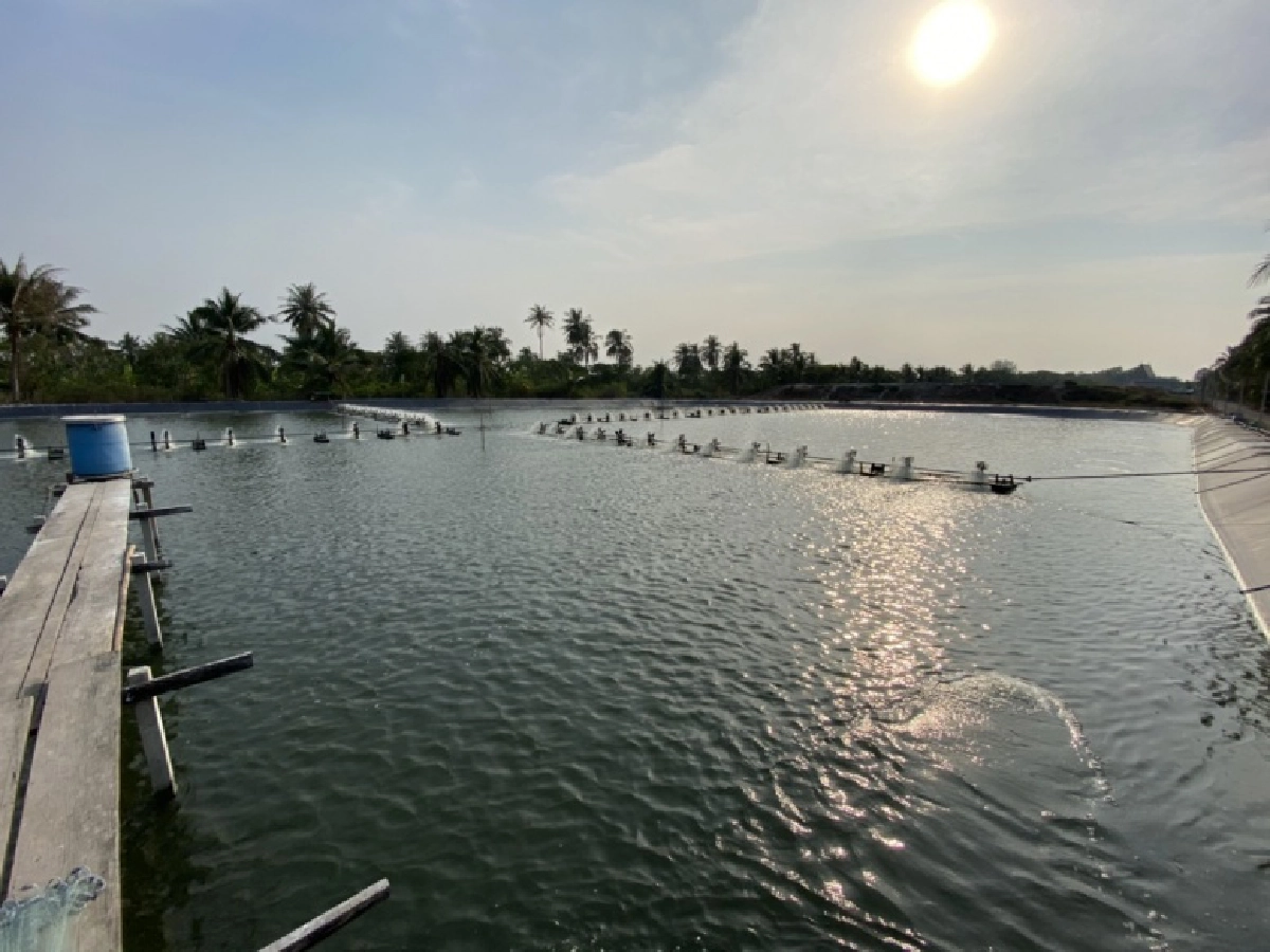 ฟังเสียงพ่อค้ากุ้งมหาชัย โอดเศรษฐกิจพังหมื่นล้าน เพราะโควิด-19