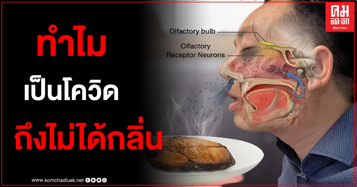 "หมอแล็บ"ไขข้อสงสัย ทำไมคนเป็นโควิดถึงไม่ได้กลิ่น "หมอแล็บ"ไขข้อสงสัย ทำไมคนเป็นโควิดถึงไม่ได้กลิ่น