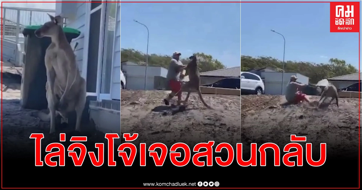 พ่อออสซี่โดนหมัด-ลูกเตะจิงโจ้ ขณะพยายามไล่พ้นบ้านหวั่นทำร้ายลูก (คลิป) พ่อออสซี่โดนหมัด-ลูกเตะจิงโจ้ ขณะพยายามไล่พ้นบ้านหวั่นทำร้ายลูก (คลิป)