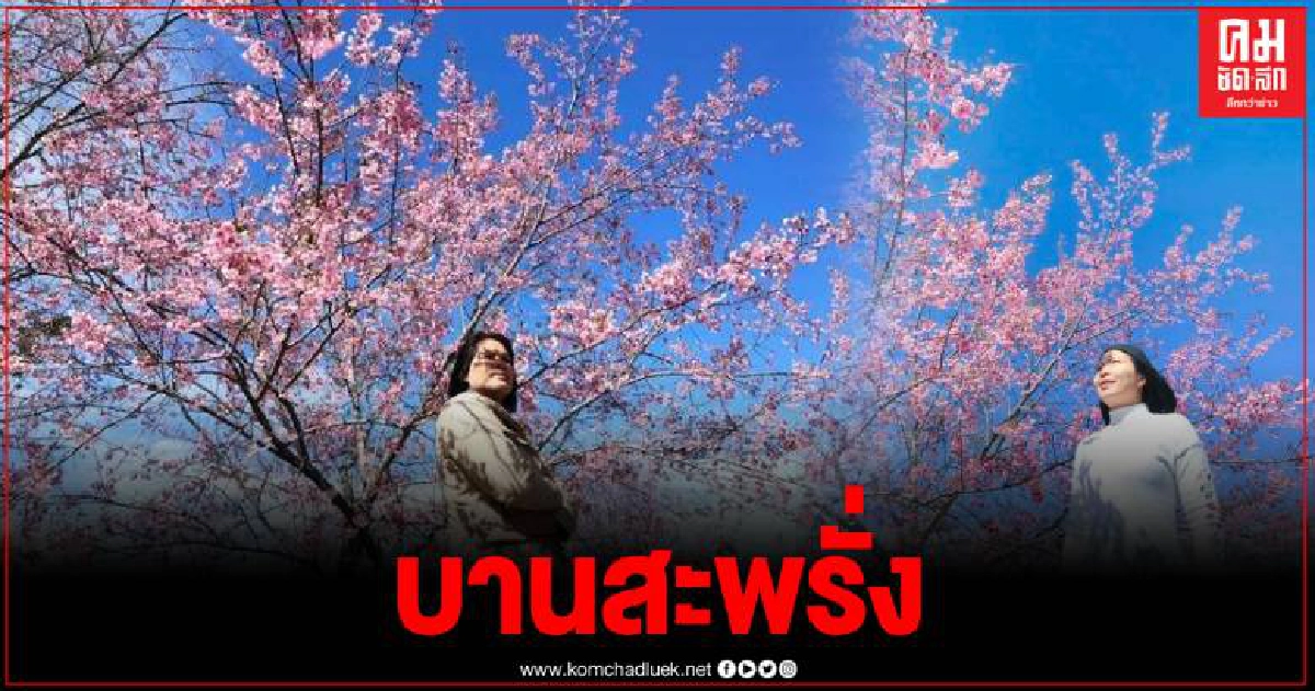 ดอกนางพญาเสือโคร่ง บานสะพรั่งรับ นทท. ณ หหุบเขาสีชมพู ภูลมโล ดอกนางพญาเสือโคร่ง บานสะพรั่งรับ นทท. ณ หหุบเขาสีชมพู ภูลมโล