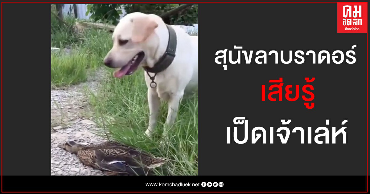 น้องหมาลาบราดอร์ เสียรู้เป็ดแกล้งตายสมจริง คู่ควรรางวัลออสการ์ น้องหมาลาบราดอร์ เสียรู้เป็ดแกล้งตายสมจริง คู่ควรรางวัลออสการ์