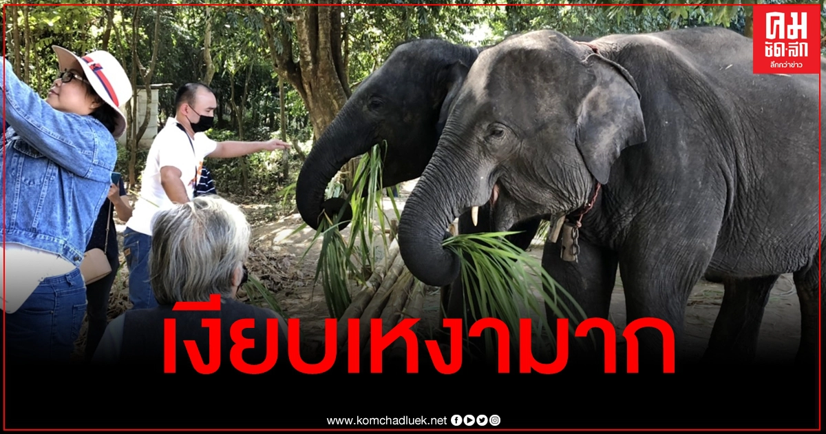 ตากเจอพิษโควิด ผู้ประกอบการบ่นอุบห้องพักถูกยกเลิกเกลี้ยง ตากเจอพิษโควิด ผู้ประกอบการบ่นอุบห้องพักถูกยกเลิกเกลี้ยง