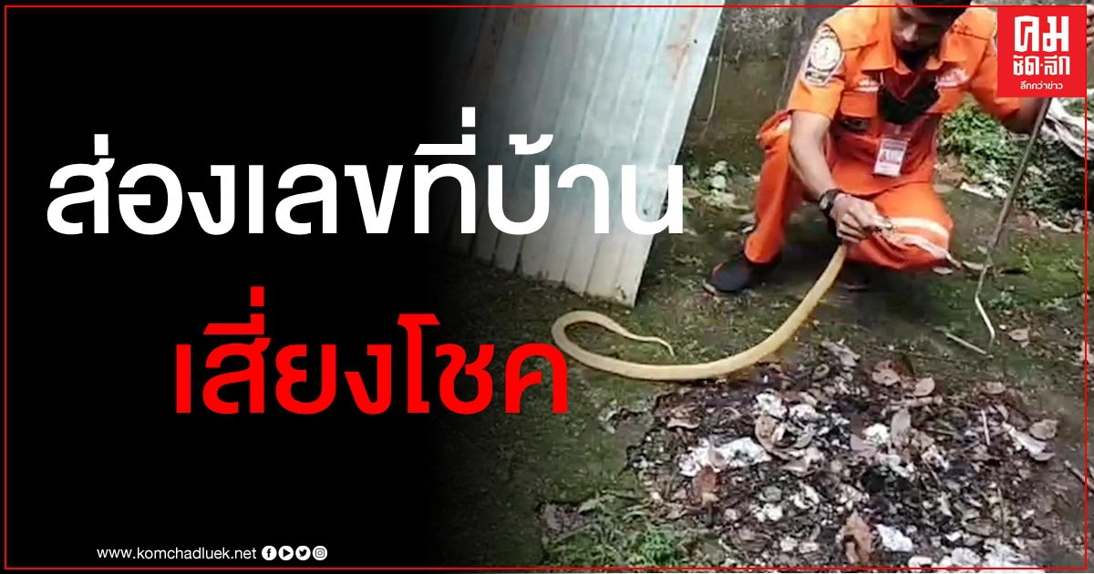 ลุ้นระทึกกู้ภัยจับงูเห่าสีทอง คอหวยแห่ส่องเลขที่บ้านเชื่อมาให้โชค ลุ้นระทึกกู้ภัยจับงูเห่าสีทอง คอหวยแห่ส่องเลขที่บ้านเชื่อมาให้โชค