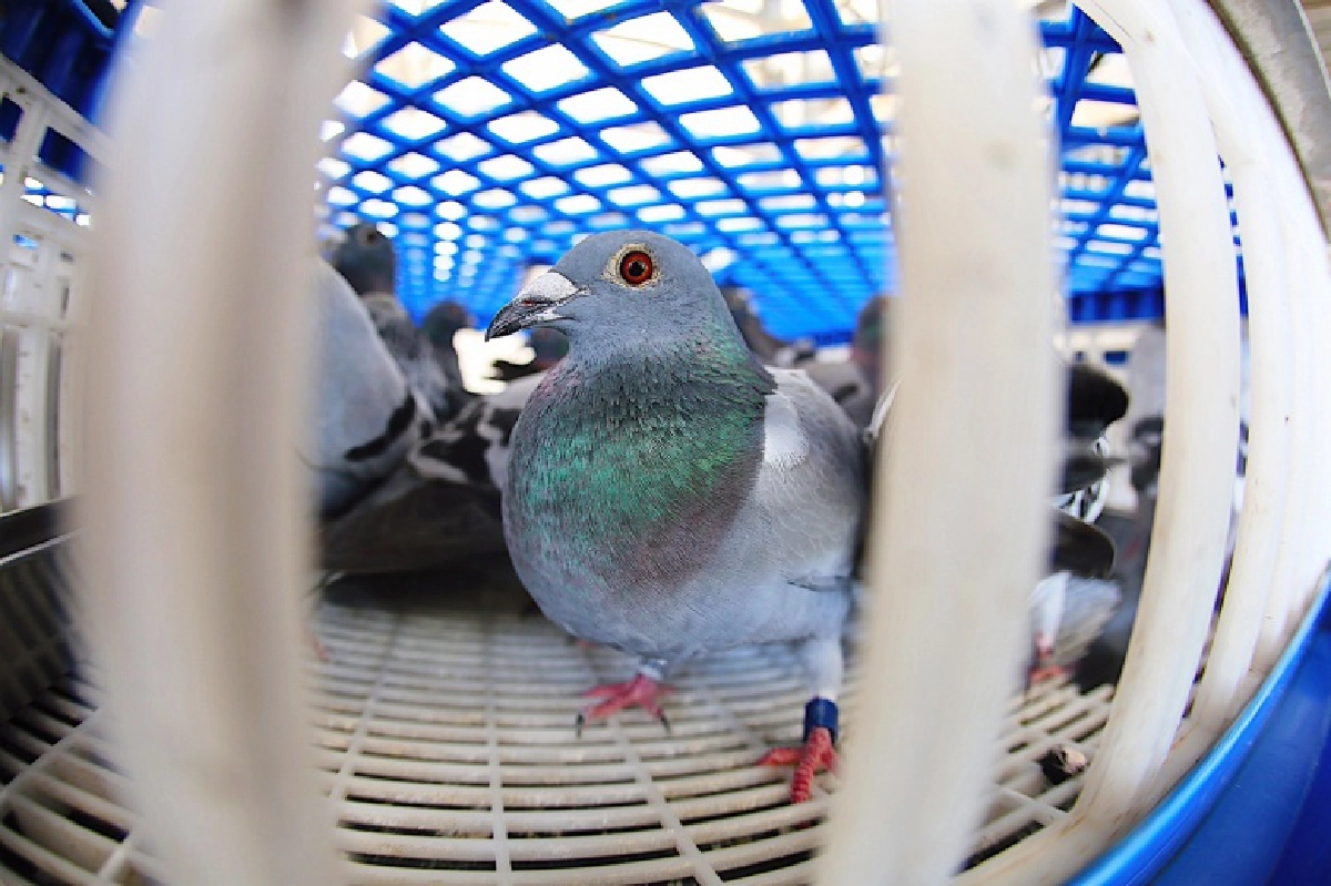 นกพิราบเยอรมัน แชมป์"นกพิราบแข่งนานาชาติ" เจ้าของรับ5ล้านบาท 