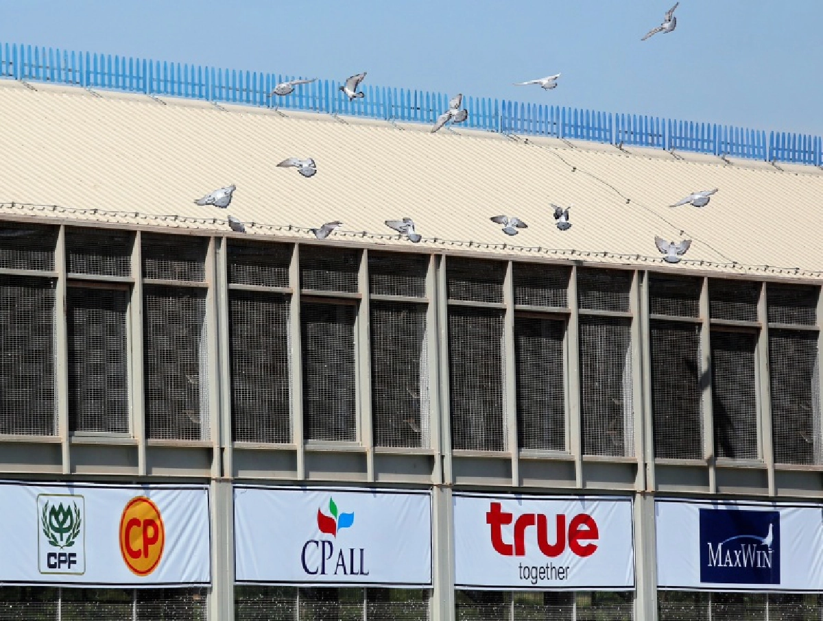 นกพิราบเยอรมัน แชมป์"นกพิราบแข่งนานาชาติ" เจ้าของรับ5ล้านบาท 