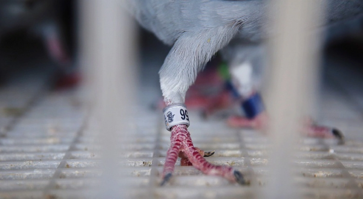 นกพิราบเยอรมัน แชมป์"นกพิราบแข่งนานาชาติ" เจ้าของรับ5ล้านบาท 