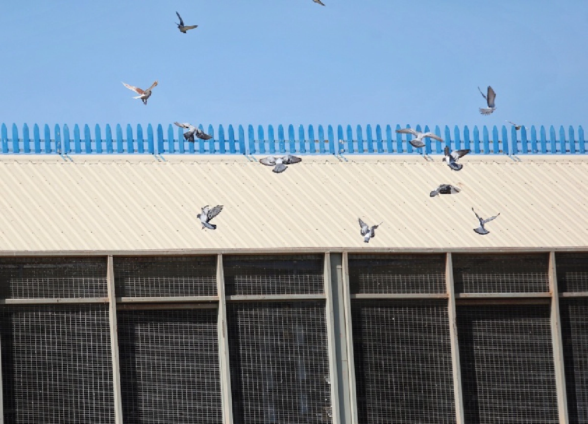 นกพิราบเยอรมัน แชมป์"นกพิราบแข่งนานาชาติ" เจ้าของรับ5ล้านบาท 