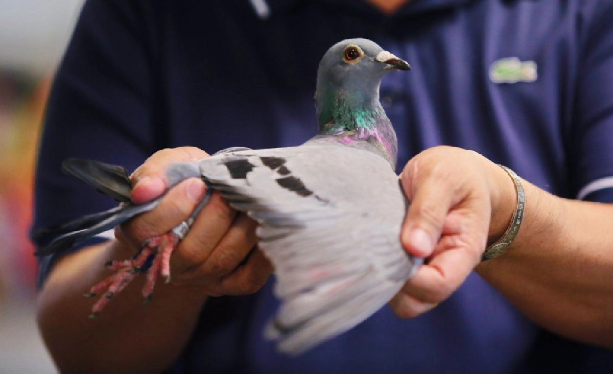 นกพิราบเยอรมัน แชมป์"นกพิราบแข่งนานาชาติ" เจ้าของรับ5ล้านบาท 