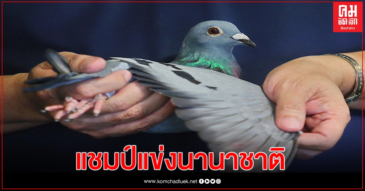นกพิราบเยอรมัน แชมป์"นกพิราบแข่งนานาชาติ" เจ้าของรับ5ล้านบาท นกพิราบเยอรมัน แชมป์"นกพิราบแข่งนานาชาติ" เจ้าของรับ5ล้านบาท