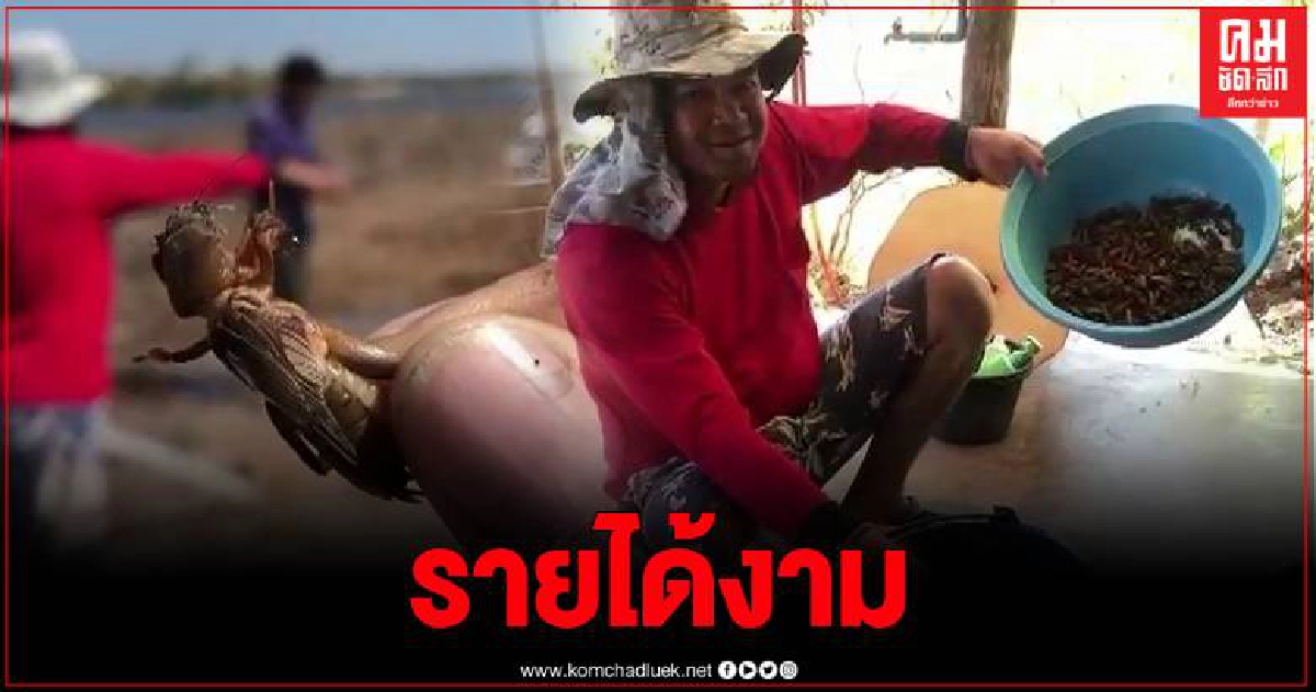 ชาวบ้านออก ขุด-ย้ำแมงกระชอน สร้างรายได้สู้ภัยโควิด ชาวบ้านออก ขุด-ย้ำแมงกระชอน สร้างรายได้สู้ภัยโควิด