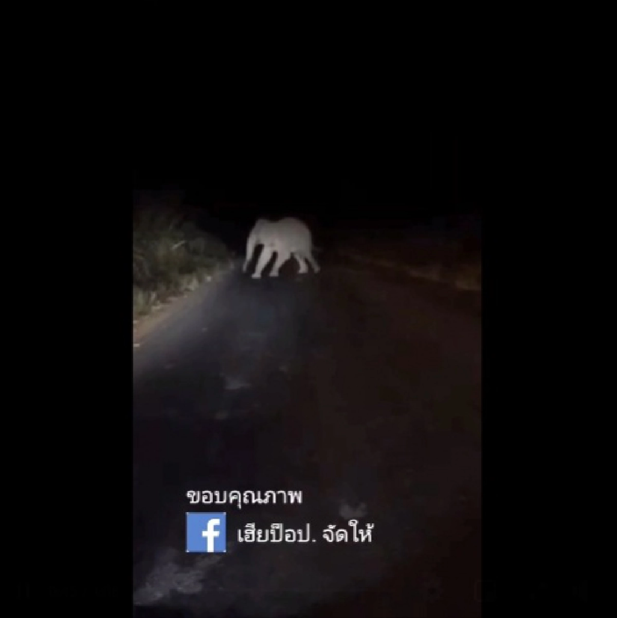 สงสารจับใจ ช้างป่าเขาอ่างฤาไนโดน 18 ล้อชนขาหัก พยุงร่างเดินกะเผลกกลับเข้าป่า