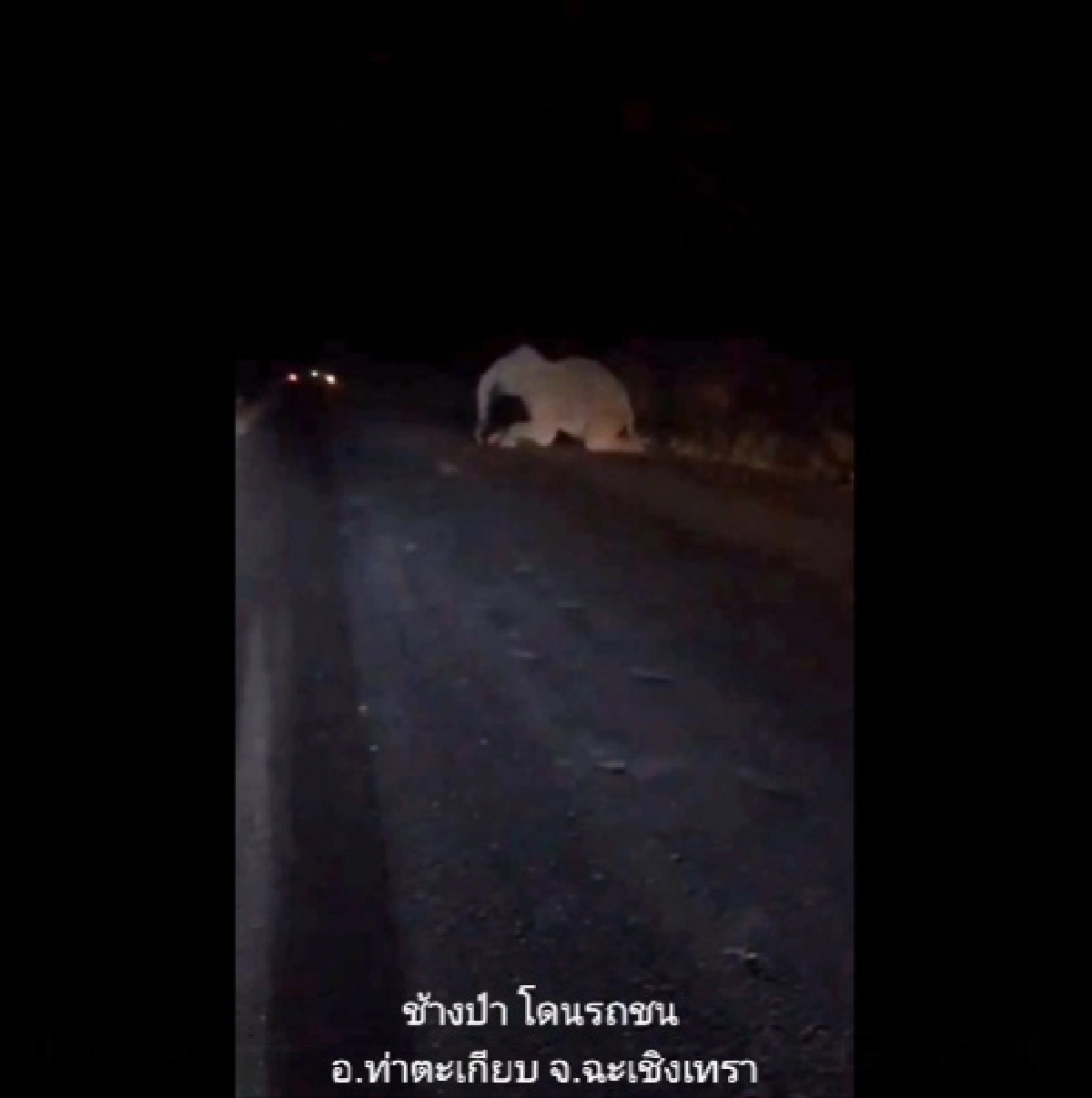 สงสารจับใจ ช้างป่าเขาอ่างฤาไนโดน 18 ล้อชนขาหัก พยุงร่างเดินกะเผลกกลับเข้าป่า