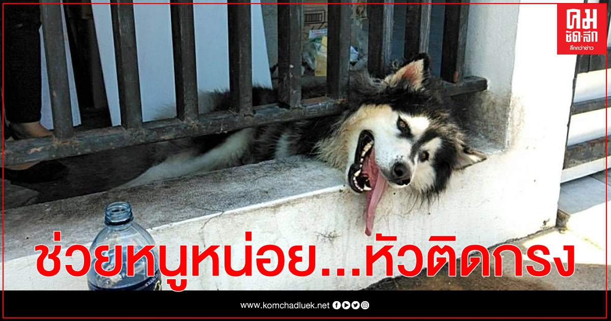 (คลิป)ช่วยหนูหน่อย.... กู้ภัยช่วยไซบีเรียนหัวติดลูกกรง