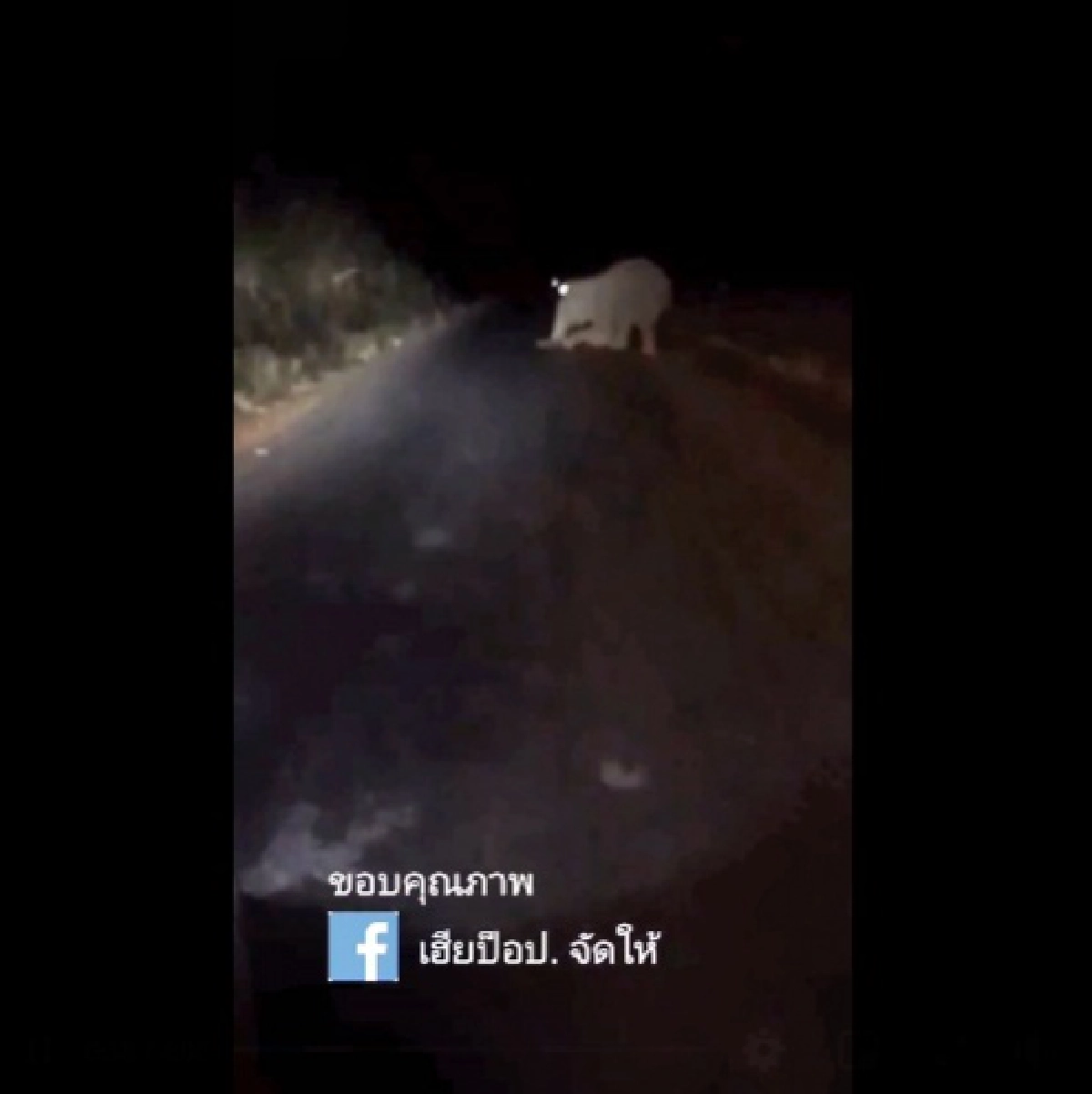 สงสารจับใจ ช้างป่าเขาอ่างฤาไนโดน 18 ล้อชนขาหัก พยุงร่างเดินกะเผลกกลับเข้าป่า