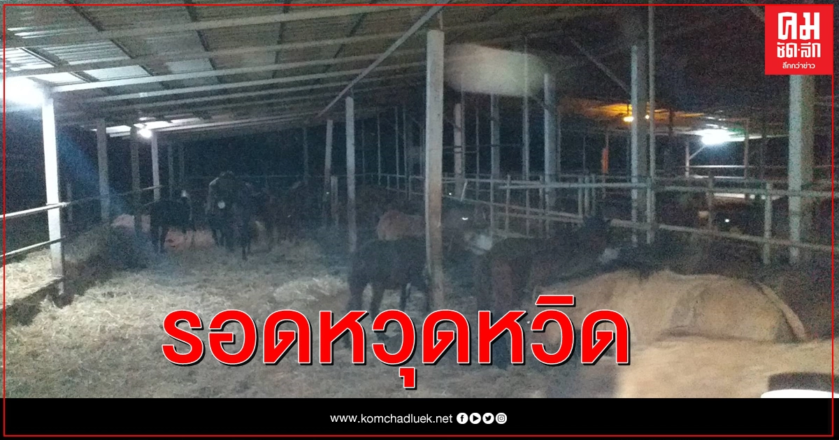 ปทส.บุกช่วยม้า 44 ตัว ก่อนถูกชำแหละแยกชิ้นขายส่งออกจีน-เวียดนาม ปทส.บุกช่วยม้า 44 ตัว ก่อนถูกชำแหละแยกชิ้นขายส่งออกจีน-เวียดนาม