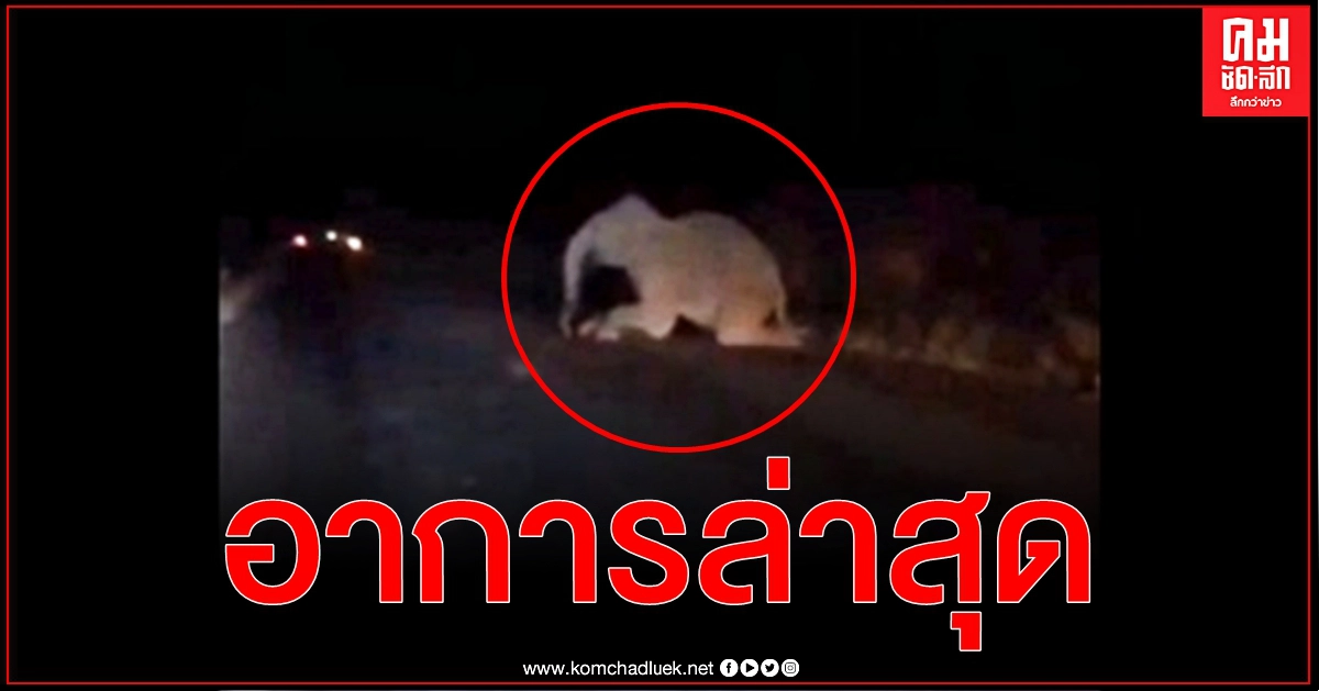 เจ้าหน้าที่เผยอาการล่าสุด "ช้างป่าเขาอ่างฤๅไน​" ถูกรถบรรทุกชนเจ็บ
