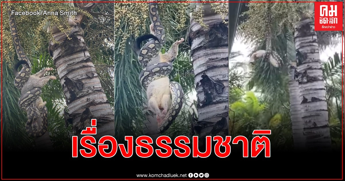 สตรีในควีนสแลนด์แชร์ซีรีส์คลิปงูหลามห้อยหัวจากต้นไม้รัดพอสซัมขึ้นไปเขมือบทั้งตัว สตรีในควีนสแลนด์แชร์ซีรีส์คลิปงูหลามห้อยหัวจากต้นไม้รัดพอสซัมขึ้นไปเขมือบทั้งตัว