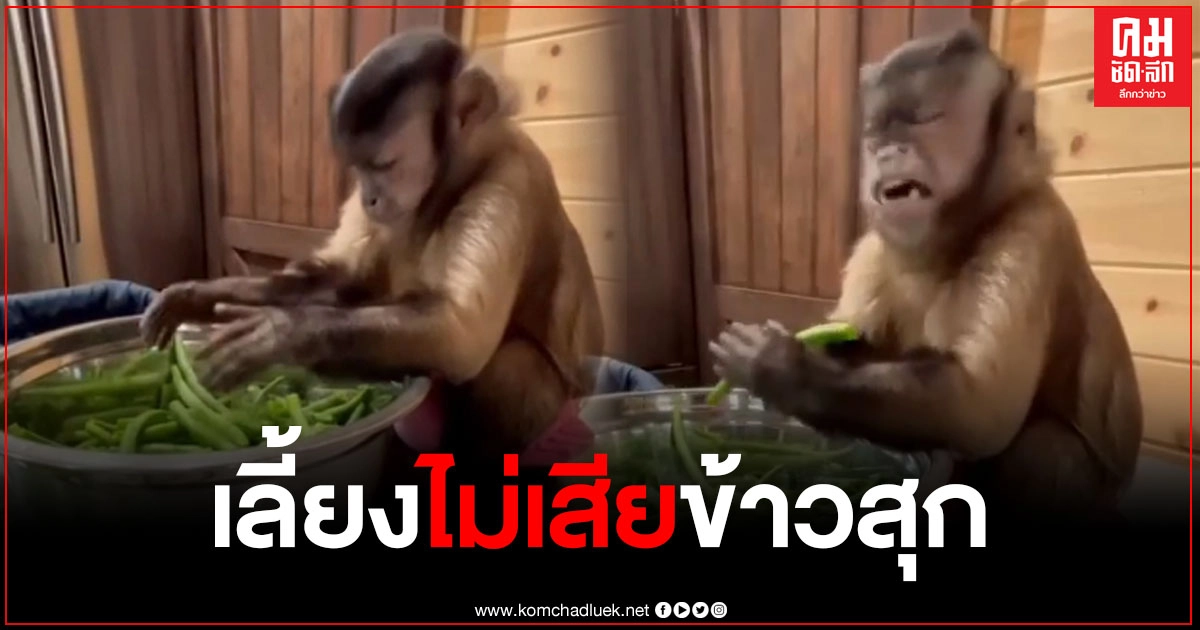 คลิปสุดน่ารัก เจ้าจ๋อแสนรู้งาน ช่วยเจ้าของหักถั่วสุดแรงเกิด คนแห่ดูคลิปมากกว่า 5 ล้านครั้ง (คลิป) คลิปสุดน่ารัก เจ้าจ๋อแสนรู้งาน ช่วยเจ้าของหักถั่วสุดแรงเกิด คนแห่ดูคลิปมากกว่า 5 ล้านครั้ง (คลิป)