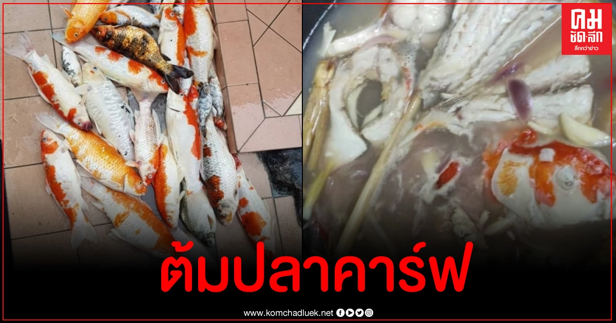 ฮือฮา แม่บ้านเสียดายปลาคาร์ฟตายยกบ่อ สุดท้ายเอามาต้มกินซะเลย ฮือฮา แม่บ้านเสียดายปลาคาร์ฟตายยกบ่อ สุดท้ายเอามาต้มกินซะเลย