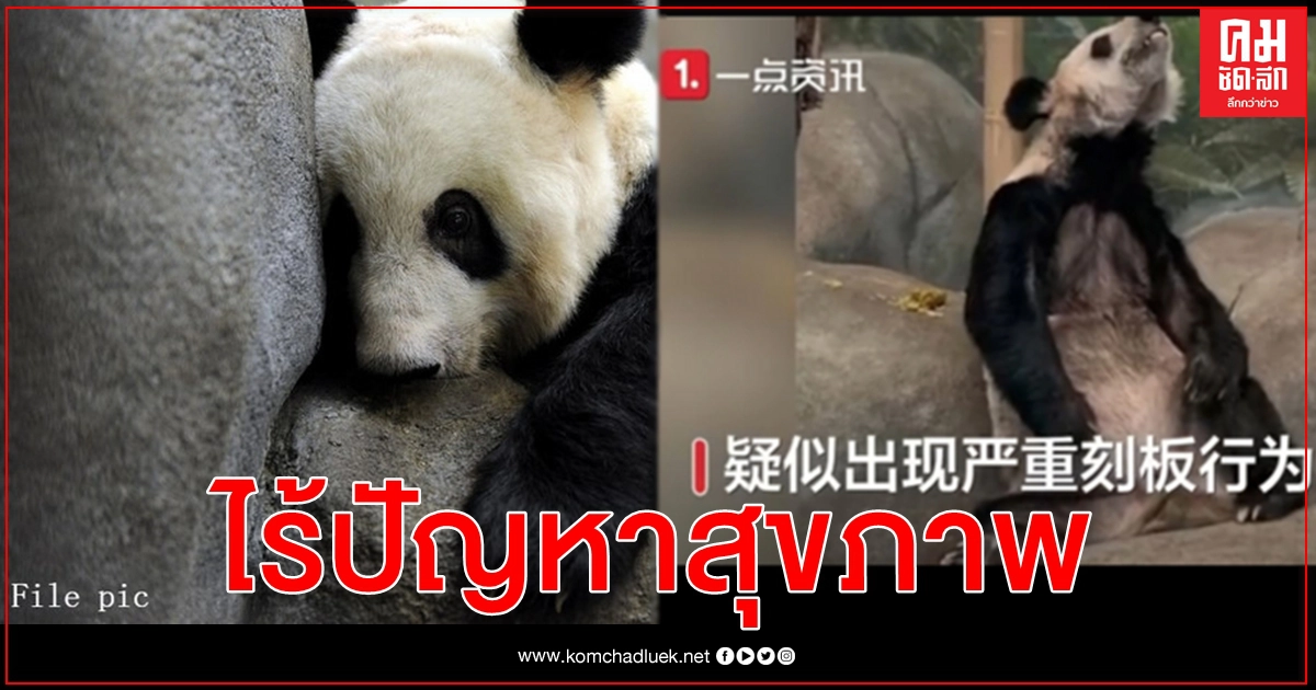 คลิปซูบเซียวว่อนโซเชียลจีน สวนสัตว์สหรัฐฯ ยืนยัน แพนด้ายักษ์แข็งแรงดี ไม่มีปัญหาสุขภาพ