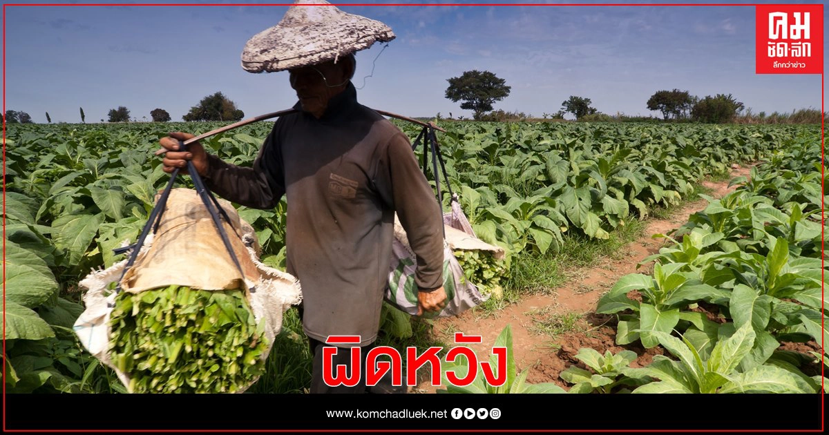 ชาวไร่ยาสูบผิดหวังรัฐบาล เตะถ่วงจ่ายเงินชดเชยโควตา ชาวไร่ยาสูบผิดหวังรัฐบาล เตะถ่วงจ่ายเงินชดเชยโควตา